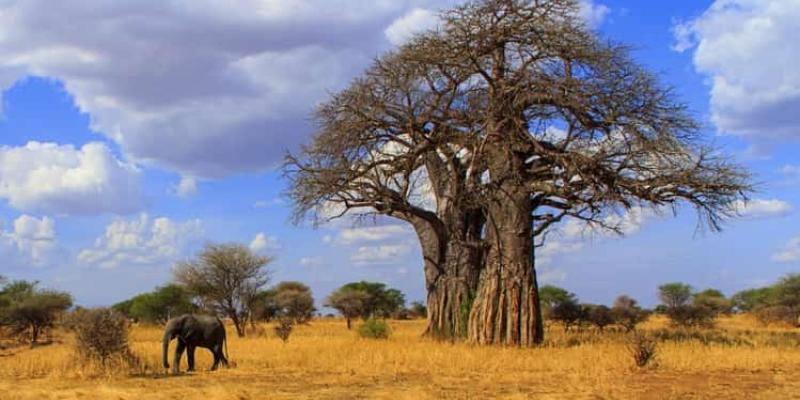 Baobab, la especie más especial del medio