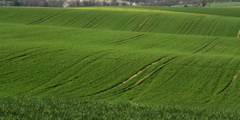 Campo de cereales gestionado intensivamente en Alemania