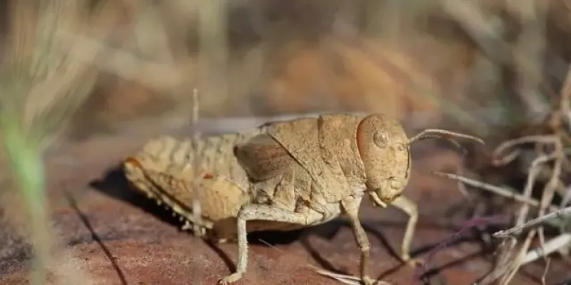 El saltamontes de la llanura de Crau está en peligro crítico de extinción y es endémico de la estepa de Crau, al sur de Francia 