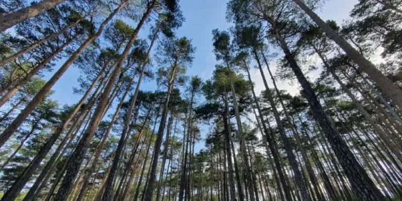 Bosque