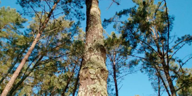 Bosque Naturgy