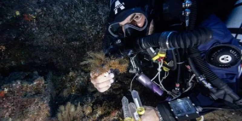Investigadores en los bosques marinos