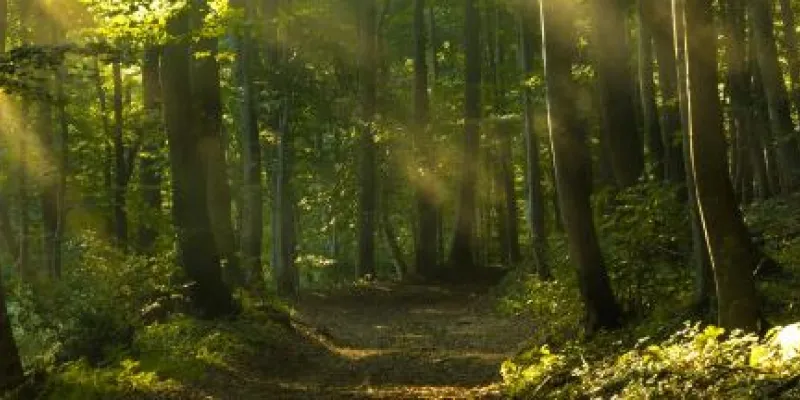 Imagen de un bosque