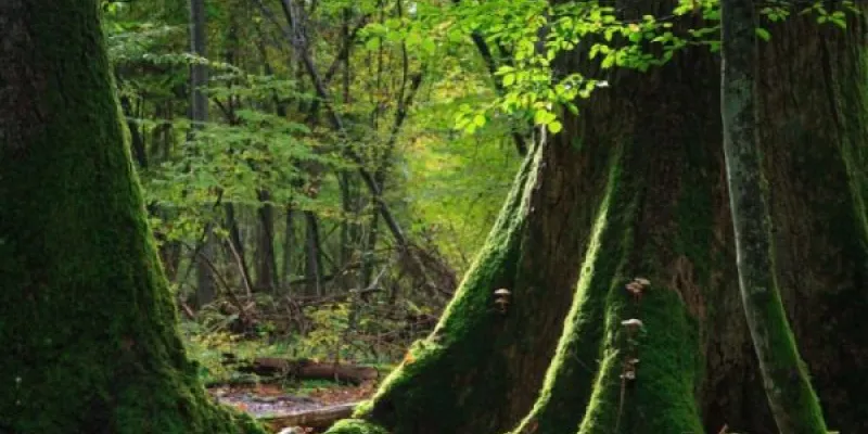 Una parte de un bosque polaco