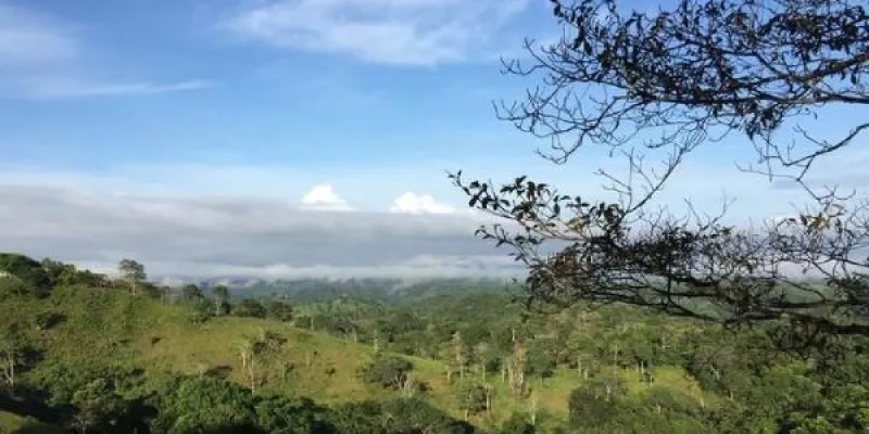 Bosque recuperado en Panamá