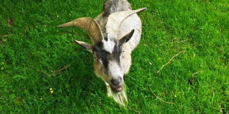 Las cabras saben si estamos contentos o enfadados