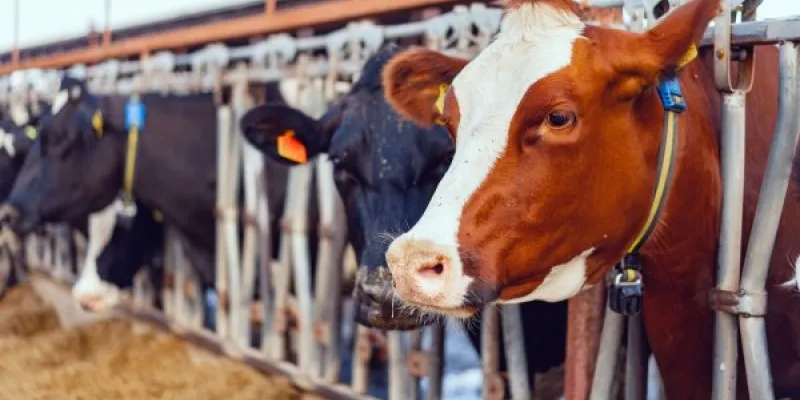 La producción de leche se ve afectada por el calor extremo