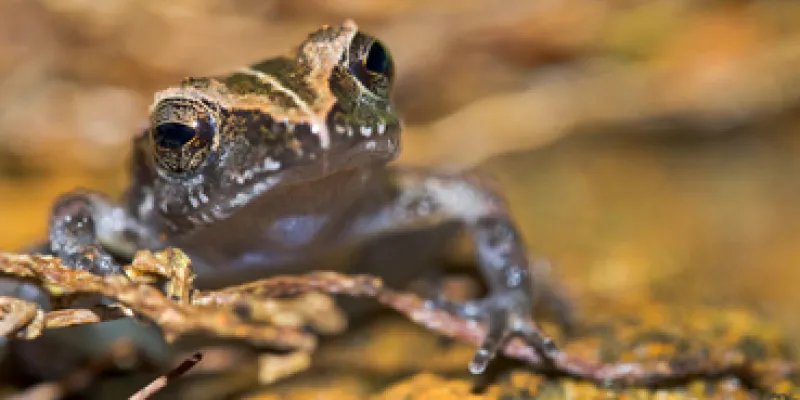 Áreas de Europa para la protección de los anfibios en el cambio climático