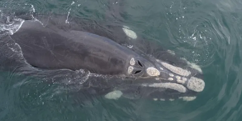 Relación entre el cambio climático y las ballenas grises