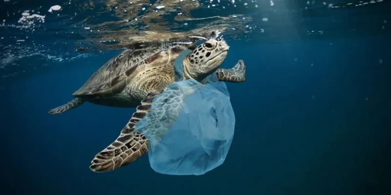 Cambio climático y consecuencias en los ecosistemas marinos