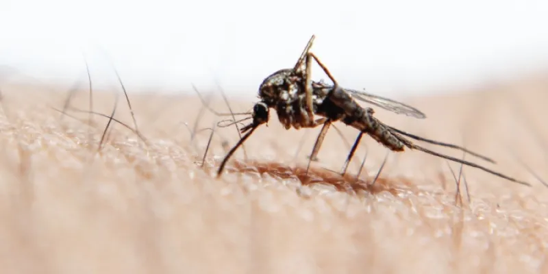 Mosquitos