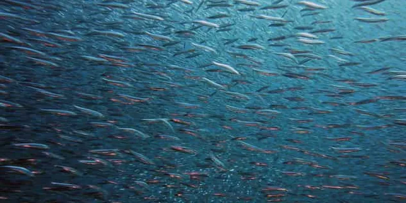 El cambio climático y sus implicaciones en la biodiversidad marina