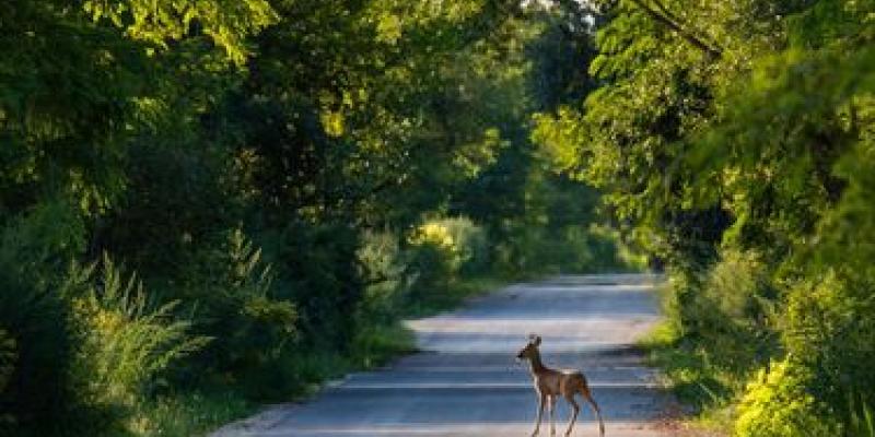 Sistema para controlar los animales en la carretera y evitar accidentes