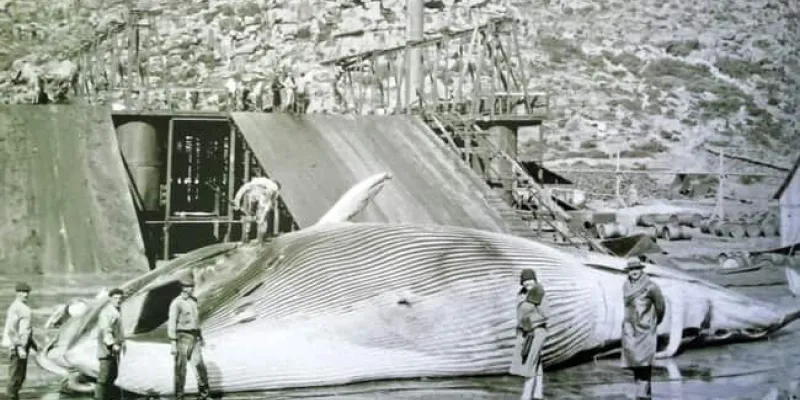 Inicios de la caza da ballenas
