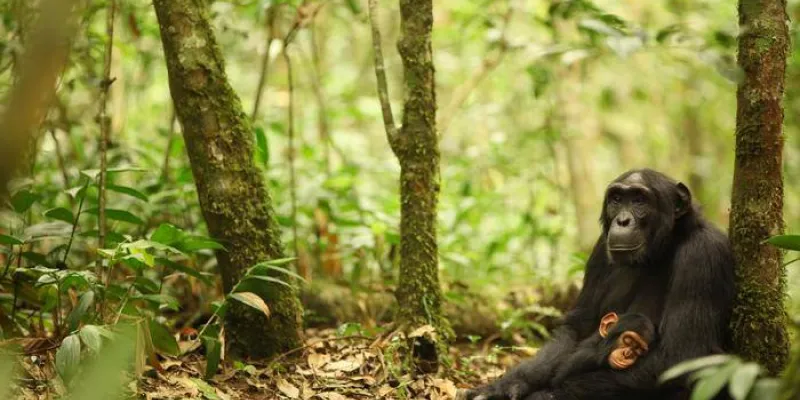 Madre y cría de chimpancé en Uganda