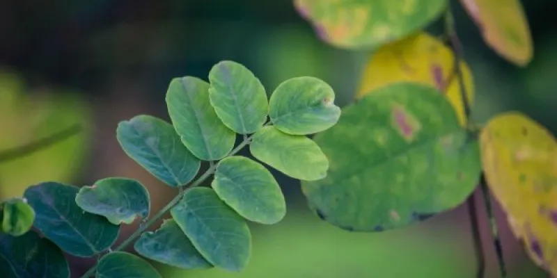 Adaptación del cultivo del algarrobo ante la crisis climática
