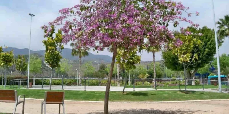 Árboles que nos salvan del calor