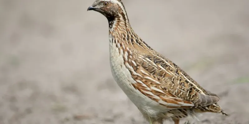 Una codorniz común, migratoria que se encuentra ahora en España