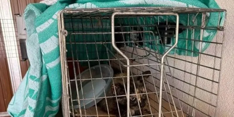 Refugios de animales colapsados en Cullera