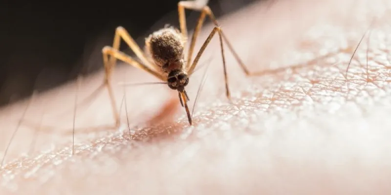 Picaduras de mosquitos
