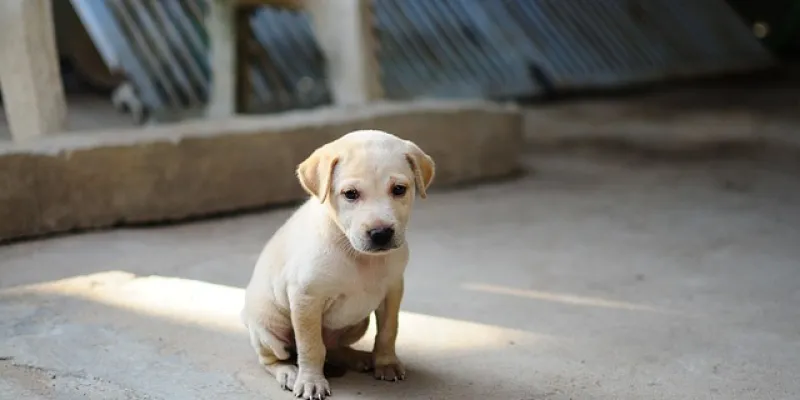 Cachorro de perro 