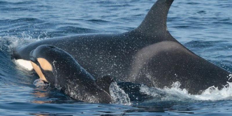 Una orca con su cría 