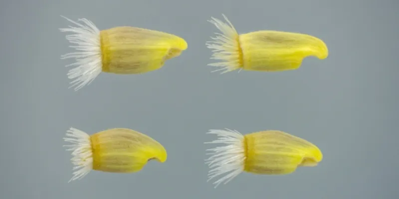 Imagen de semillas de Centaurea pinnata