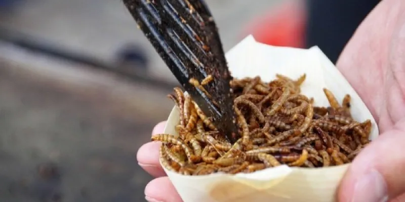 Paquete de insectos para consumo humano