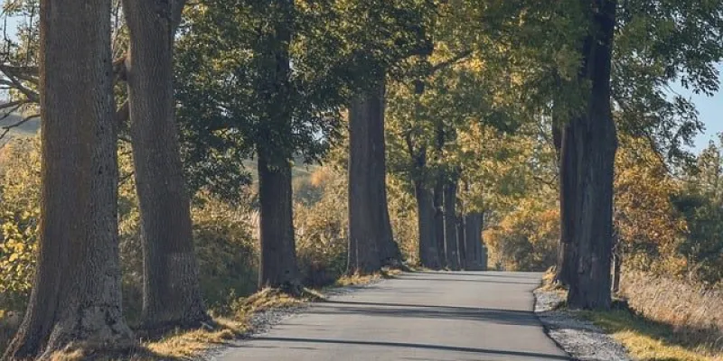 Imagen de un bosque