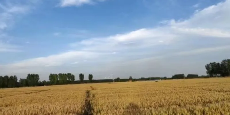 Campo de trigo