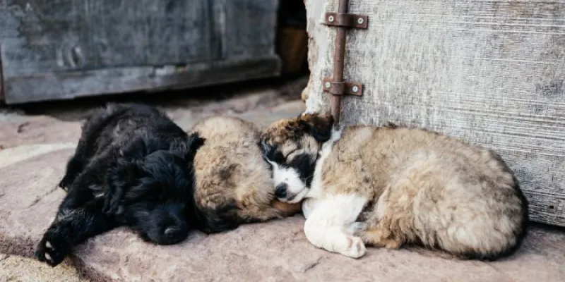 animales abandonados