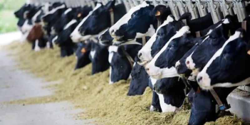 Vacas en una granja