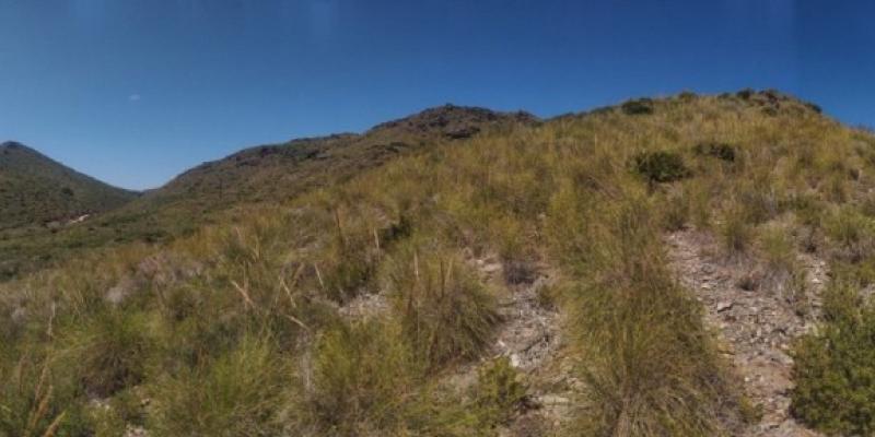 Ejemplo de cubierta vegetal protectora de matorral mediterráneo en Cartagena, Murcia