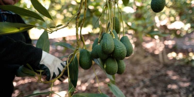 La sequía afecta a los cultivos de aguacate y frutas tropicales