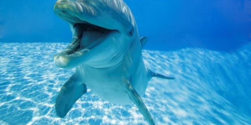 Delfines con la boca abierta