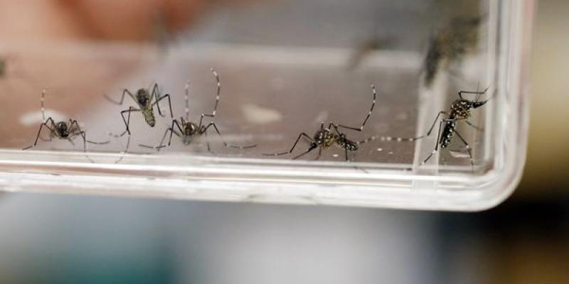 Mosquitos contra el dengue