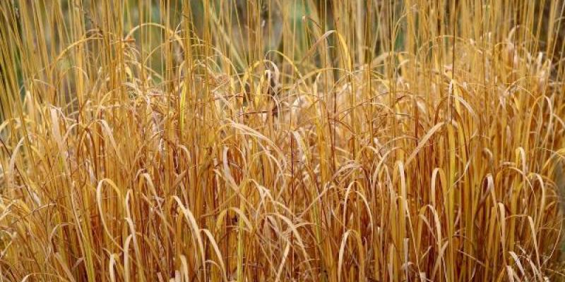 Los pastizales afectados por la sequía