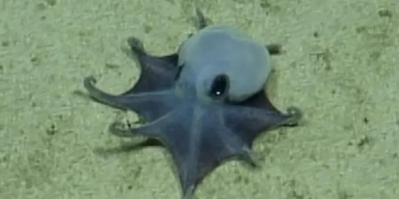 El pulpo azul recién descubierto