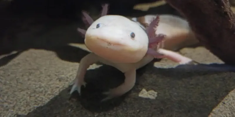 Ajolote
