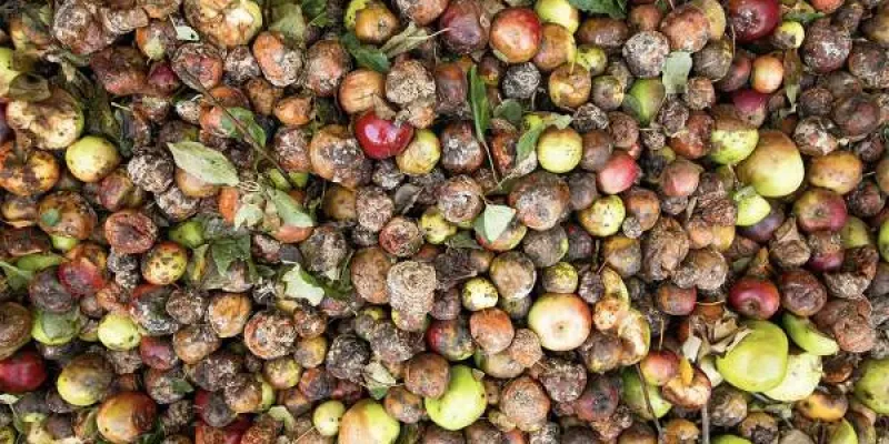 Ejemplo del gran desperdicio alimentario en Europa