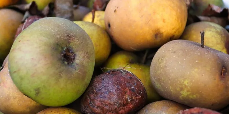 Frutas en la basura