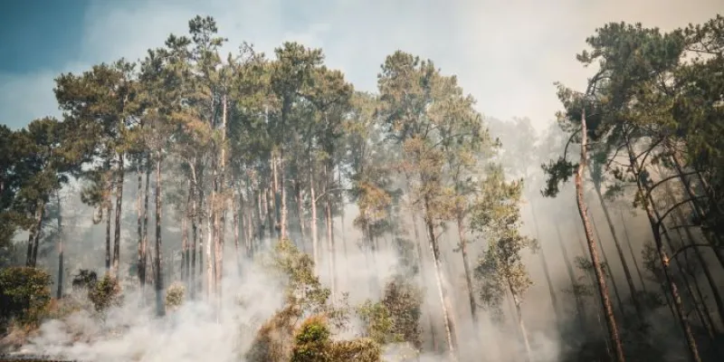 Incendios forestales