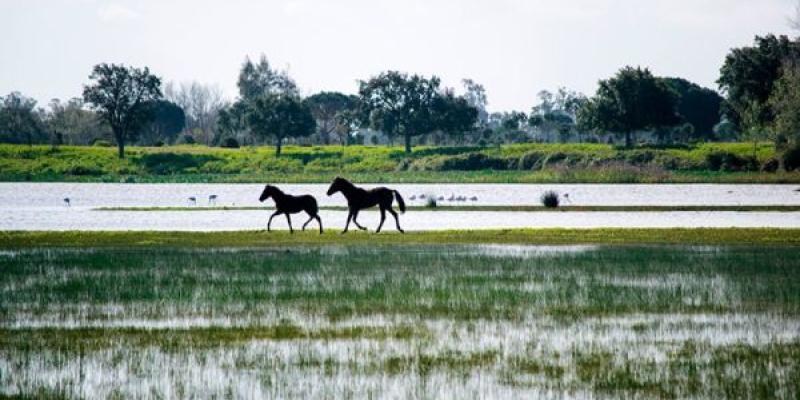 Doñana