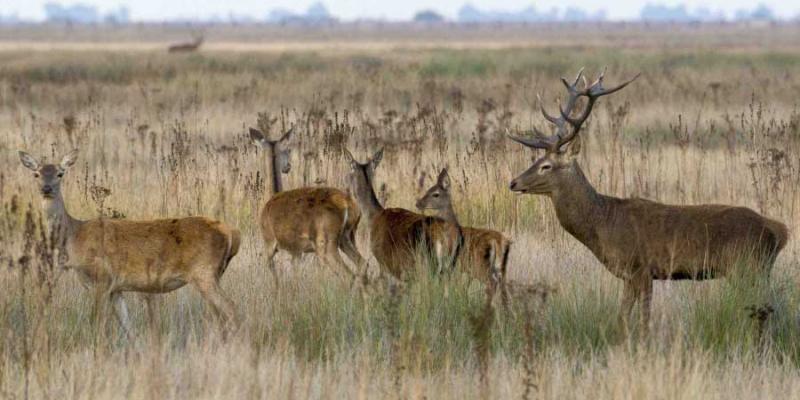 Parque Nacional de Doñana y su aumento de ciervos