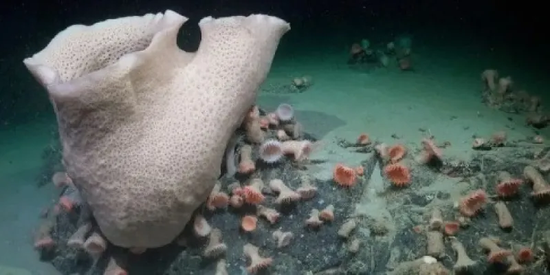 Un iceberg albergaba un ecosistema inesperado en la Antártida