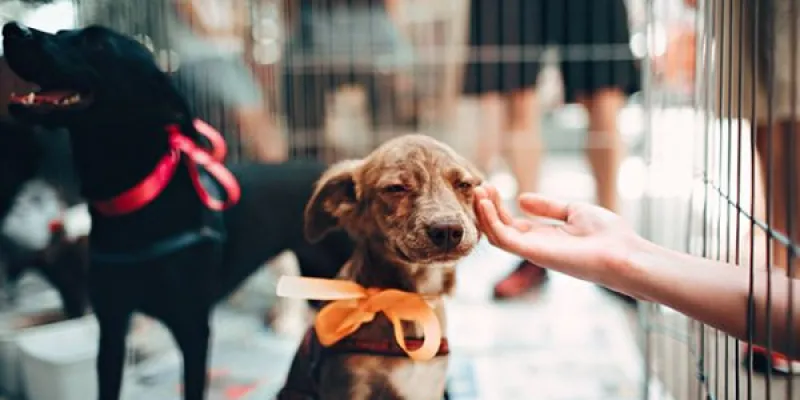 La adopción responsable de animales, algo muy respetuoso