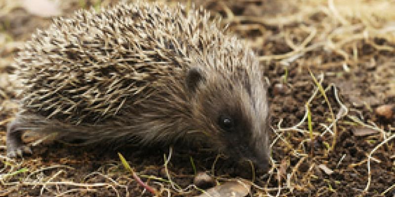 El erizo común en peligro de extinción