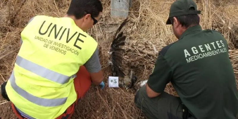 Agentes medioambientales analizan un posible caso de veneno a una ave 