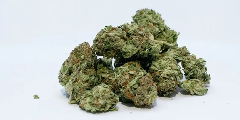 Cannabis