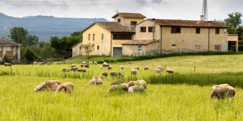 Una casa y animales en una zona rural 